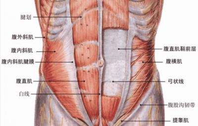 六块腹肌和八块腹肌的区别，又该怎么判断呢 减肥 第2张