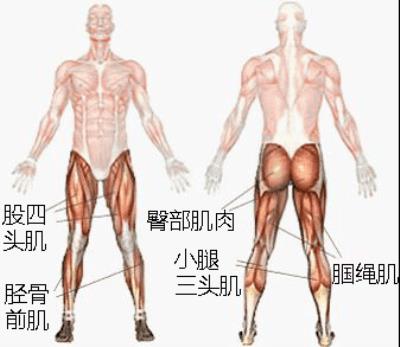 深蹲后大腿肌肉酸痛怎么办，注意营养补充还要做好拉伸等 瘦腿 第5张