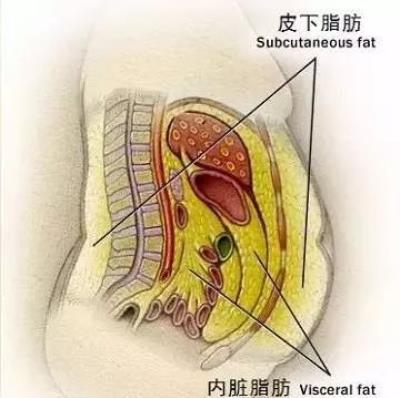 内部脂肪怎么减，这个减内部脂肪的方法你要知道 减肥 第2张